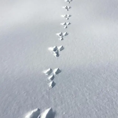 Appartement By Interhome Horboden