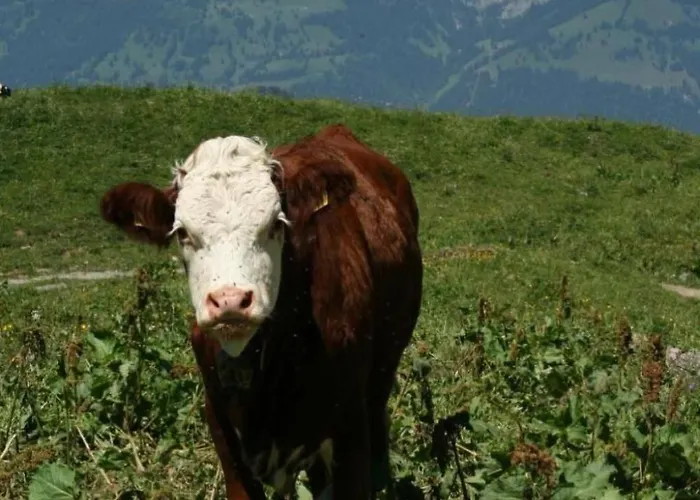 By Interhome * Horboden