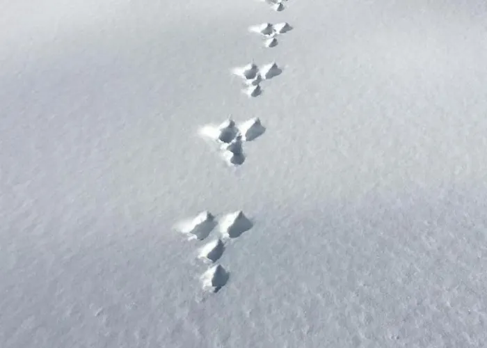 Lägenhet By Interhome Horboden